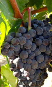 Sangiovese grapes at Castello di Bossi in Tuscany